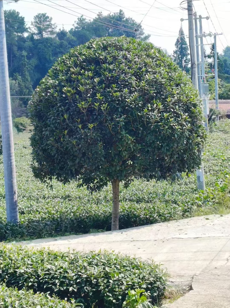 【推荐】八月桂一手货源量大价优可视频看货欢迎咨询