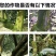 翠农除青苔专用助剂、清除青苔、绿藻的专用助剂