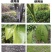 翠农除青苔专用助剂、清除青苔、绿藻的专用助剂