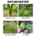 翠农除青苔专用助剂、清除青苔、绿藻的专用助剂