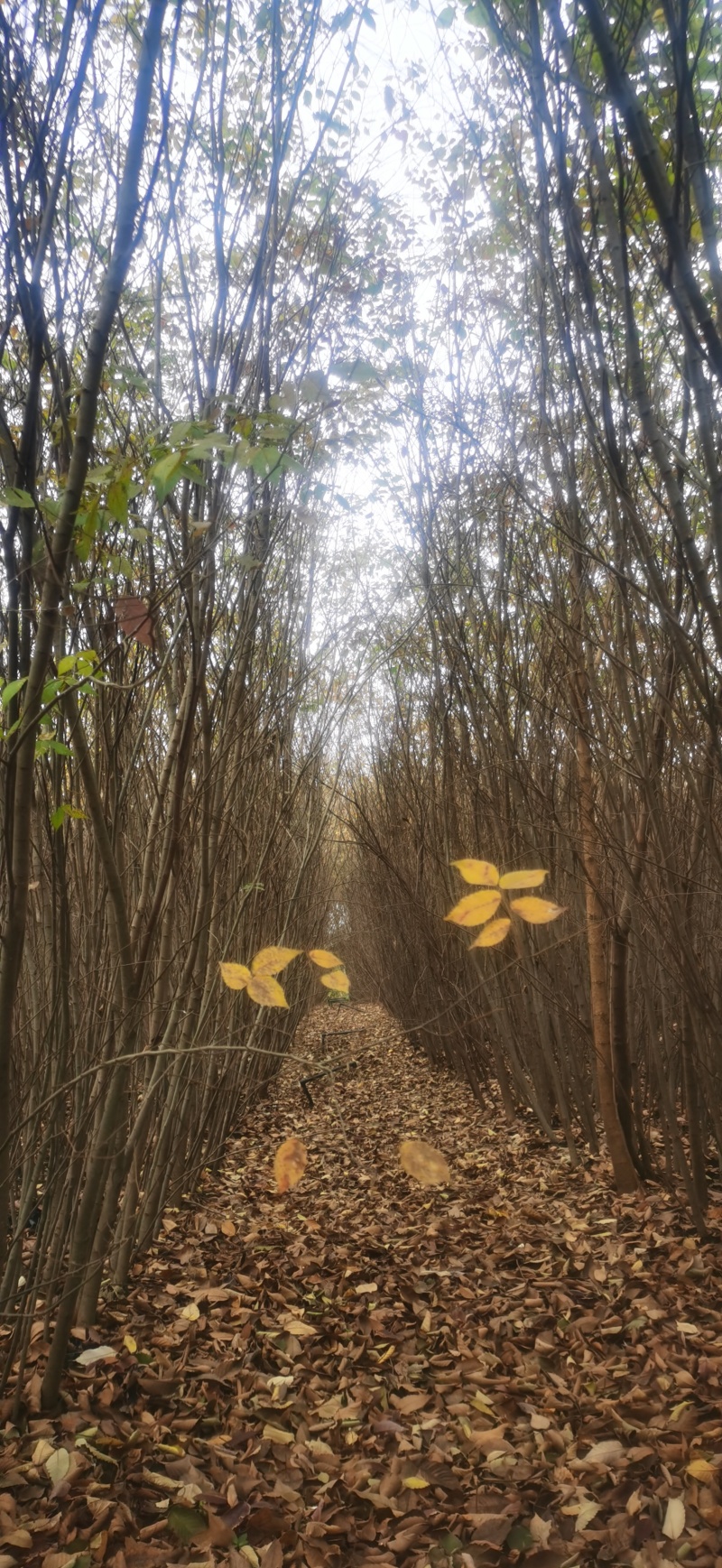 榉树苗