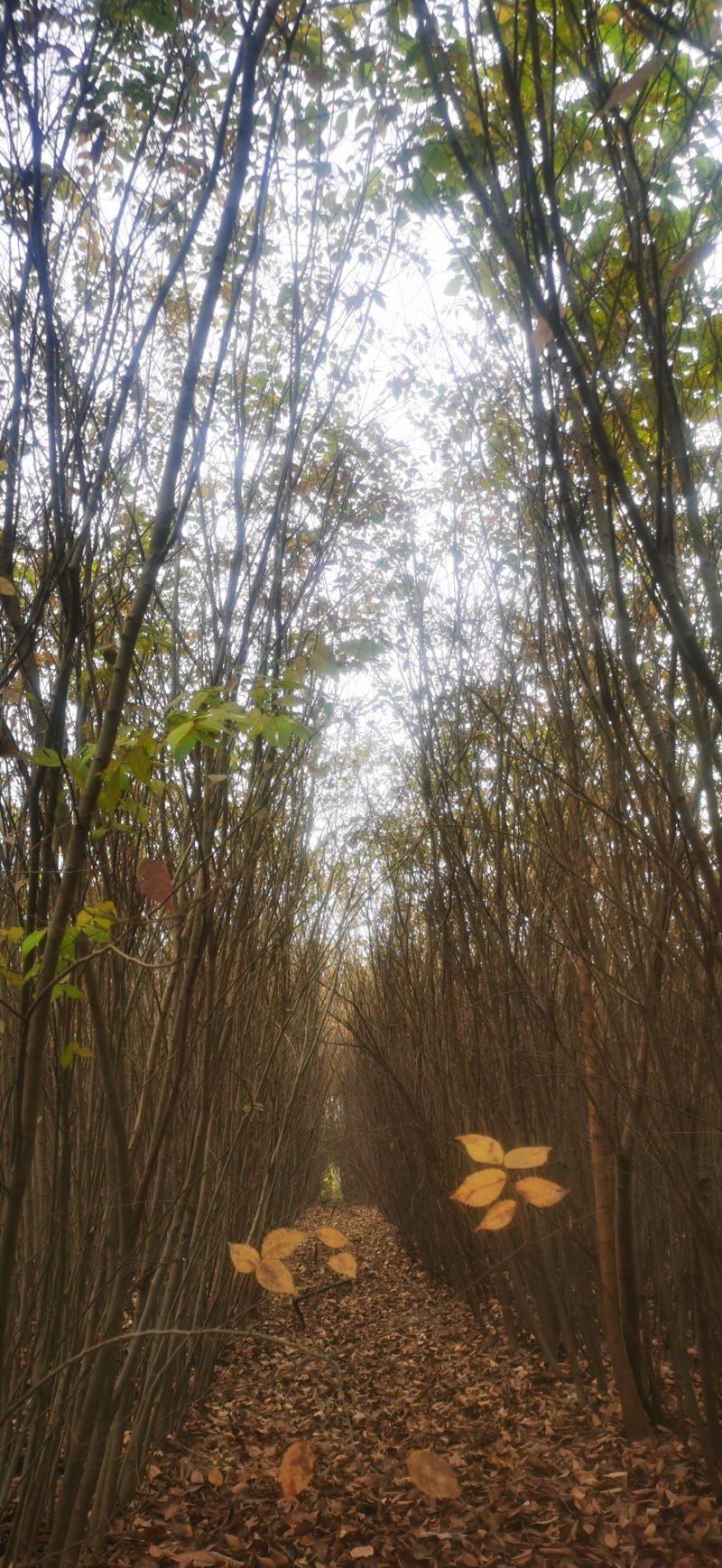 榉树苗