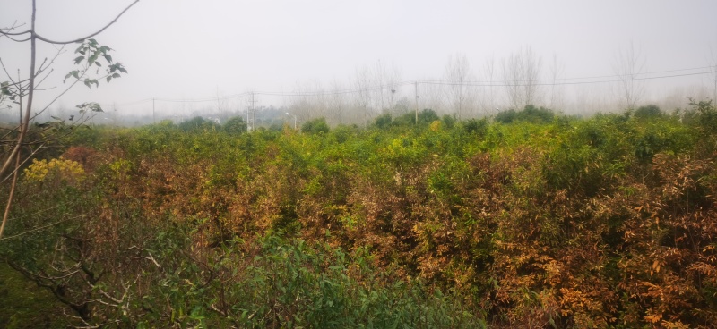 麻栎树苗