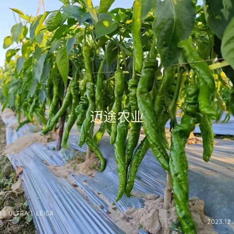 全螺螺丝椒苗螺旋度好大果产量高坐果能力强苗场直发