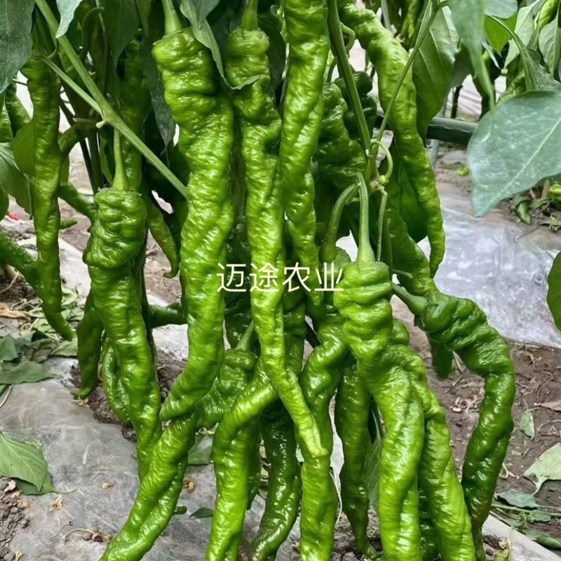 全螺螺丝椒苗螺旋度好大果产量高坐果能力强苗场直发