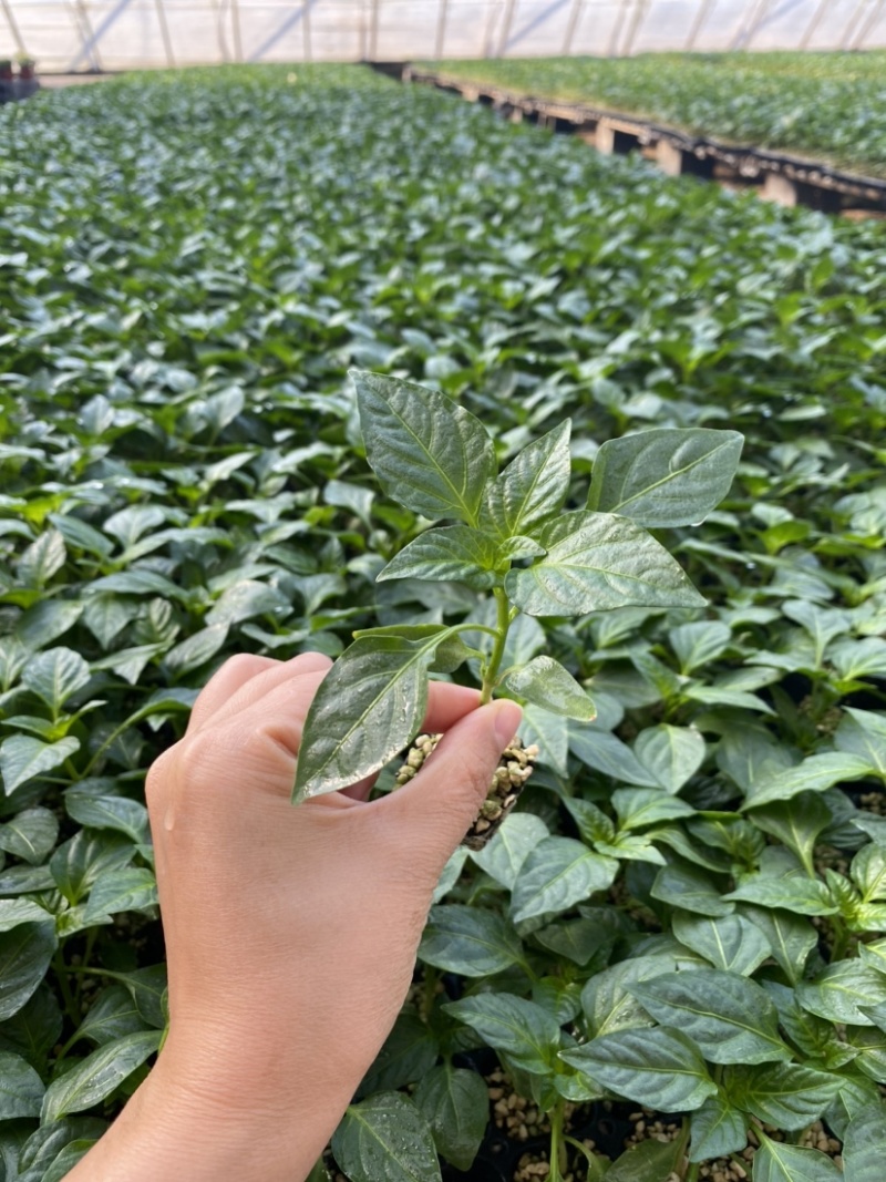全螺螺丝椒苗螺旋度好大果产量高坐果能力强苗场直发