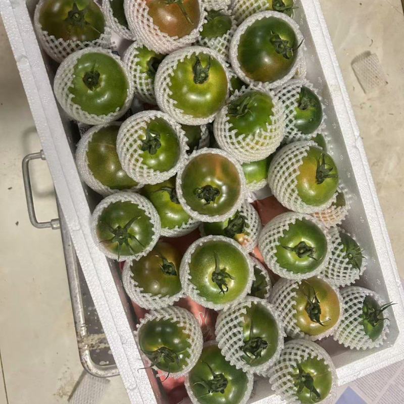 草莓柿子