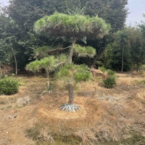 造型松
