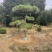 造型松
