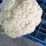 【热卖】精品花菜,本地松花菜,量大质优价格,对接批发