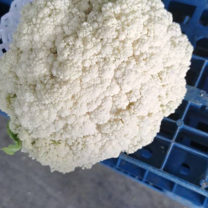【热卖】精品花菜，本地松花菜，量大质优价格，对接批发