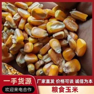 【量大优惠】吉林烘干玉米大量有货品质保障