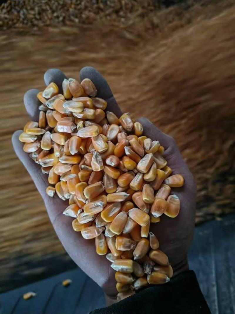 【量大优惠】吉林烘干玉米大量有货品质保障