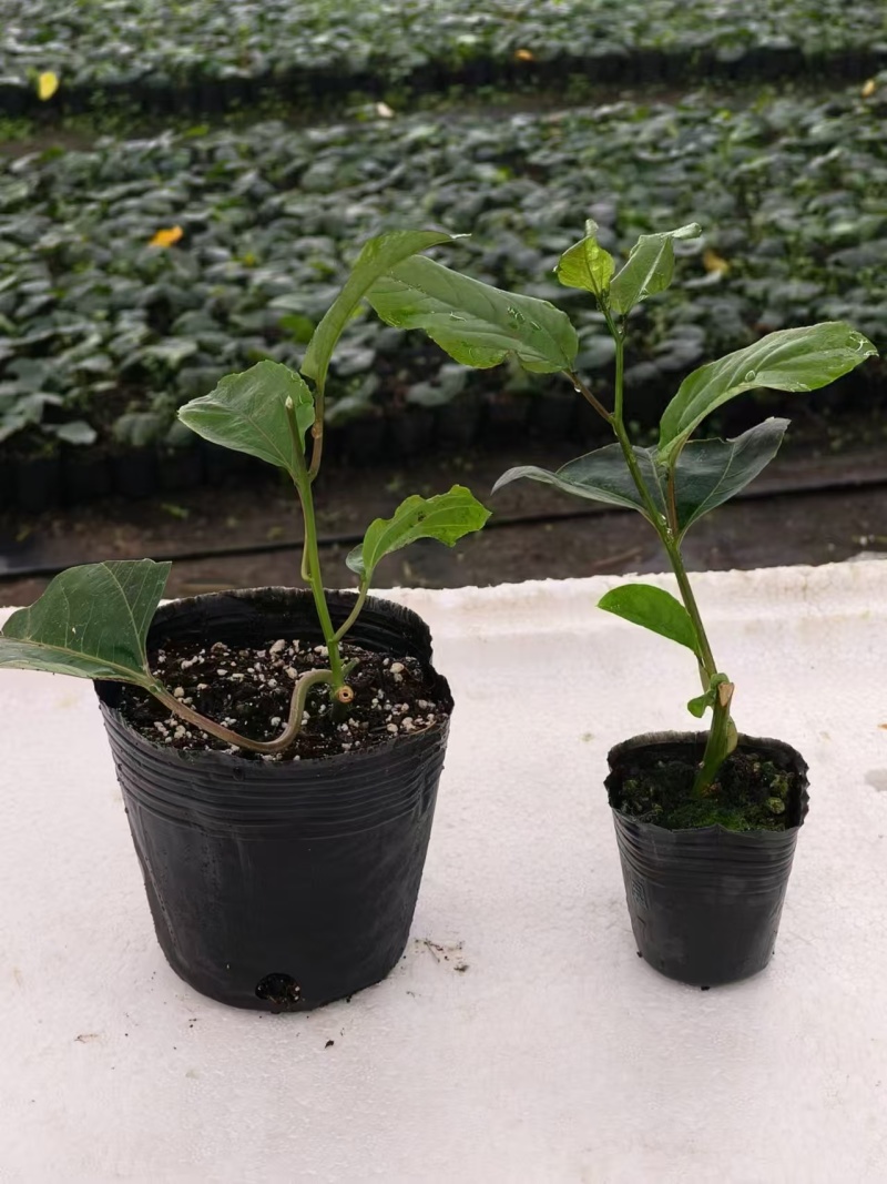 罗汉果果苗带杯发货量大价优基地直发保质保量欢迎选购