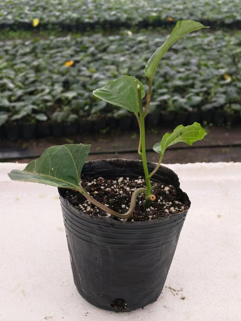 罗汉果果苗带杯发货量大价优基地直发保质保量欢迎选购