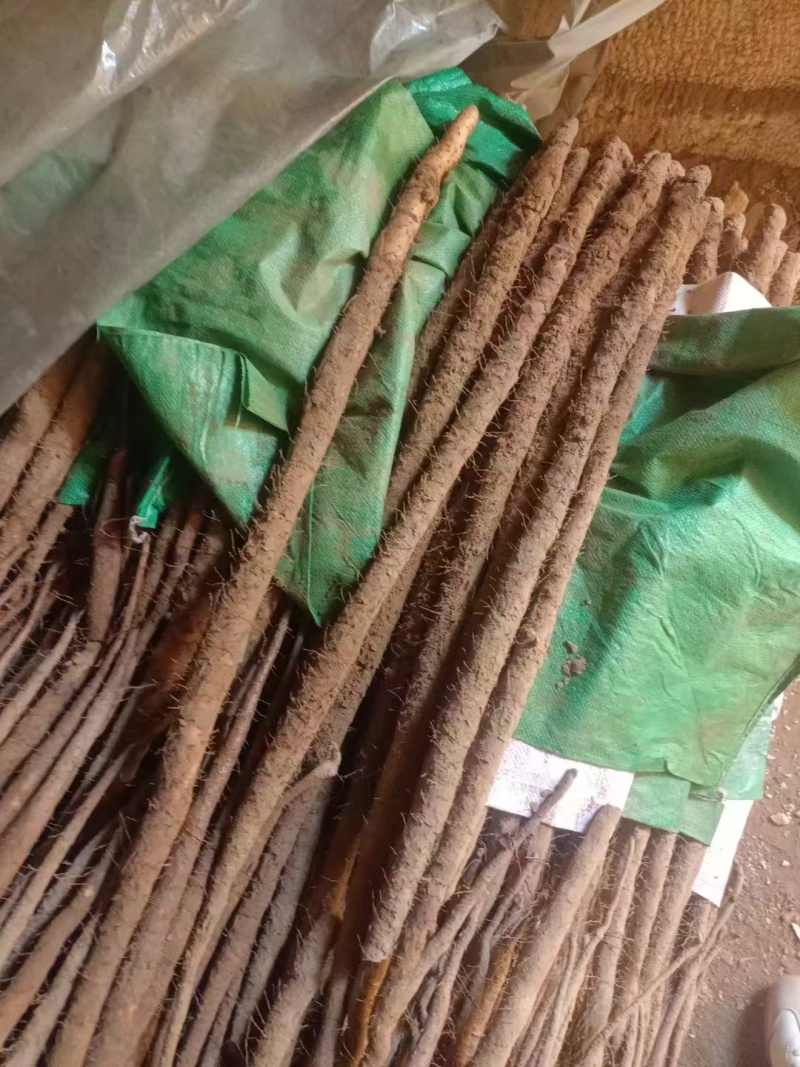 铁棍山药大量上市厂家直供药食同源货源充足全国发货