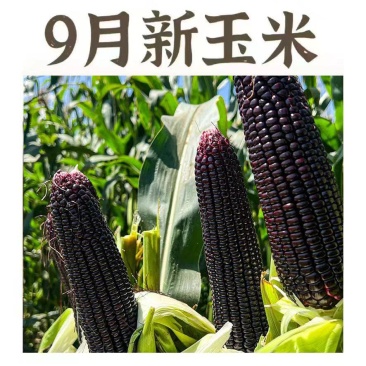 【实力推荐】东北真空包装黑甜糯玉米/支持批发一件代发