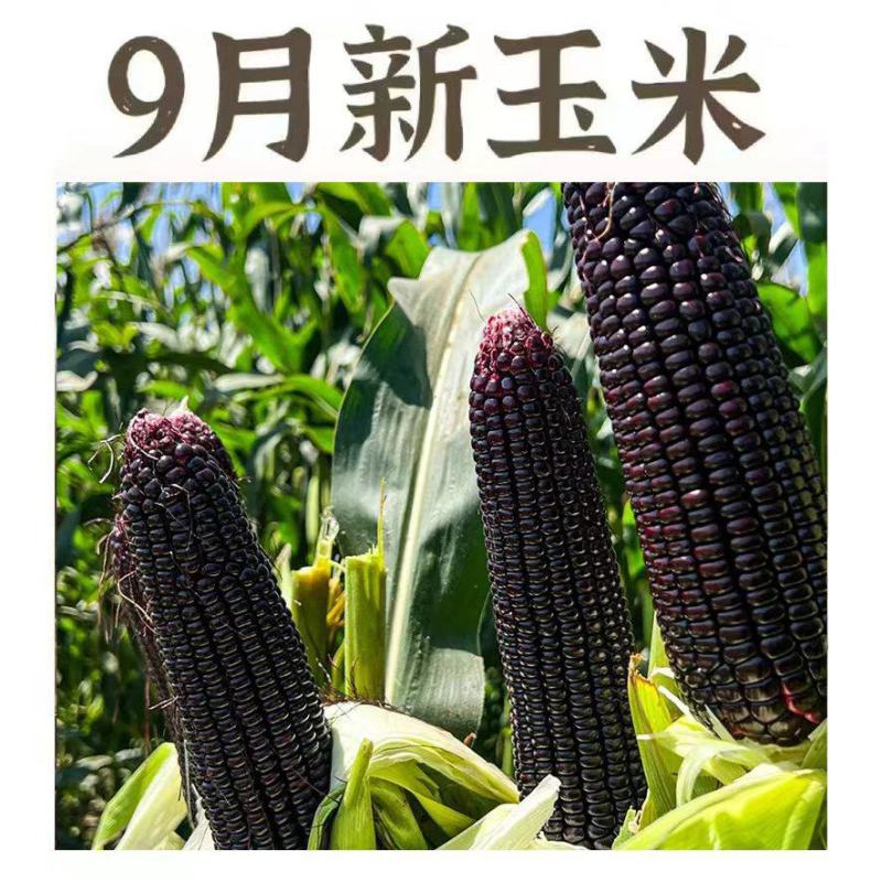 【实力推荐】东北真空包装黑甜糯玉米/支持批发一件代发