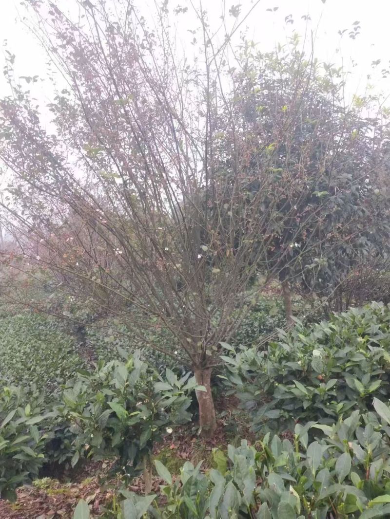 【推荐】垂丝海棠一手货源量大价优可视频看货欢迎咨询