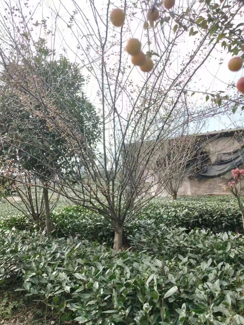 【推荐】垂丝海棠一手货源量大价优可视频看货欢迎咨询