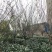 【推荐】垂丝海棠一手货源量大价优可视频看货欢迎咨询