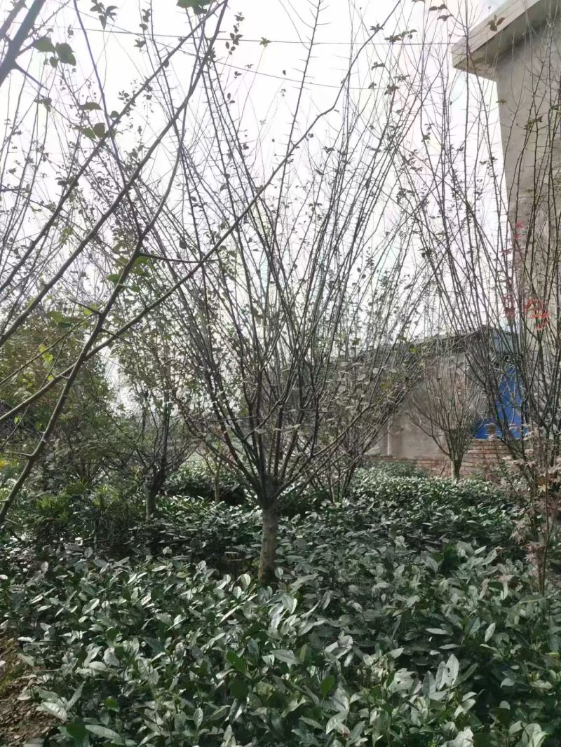 【推荐】垂丝海棠一手货源量大价优可视频看货欢迎咨询