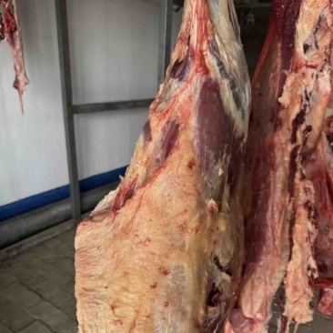 鄂尔多斯本地牛肉土牛肉整只宰杀发货全国发货