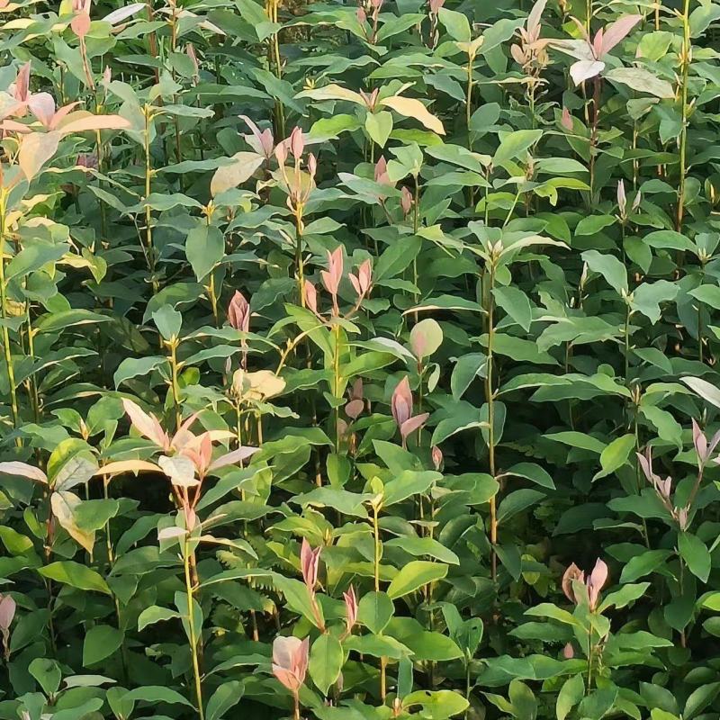 【推荐】老鹰茶苗一手货源量大价优可视频看货欢迎咨询