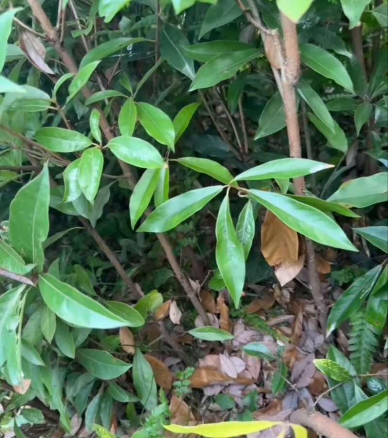 【推荐】老鹰茶苗一手货源量大价优可视频看货欢迎咨询
