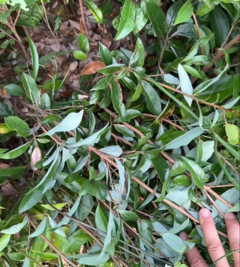 【推荐】老鹰茶苗一手货源量大价优可视频看货欢迎咨询