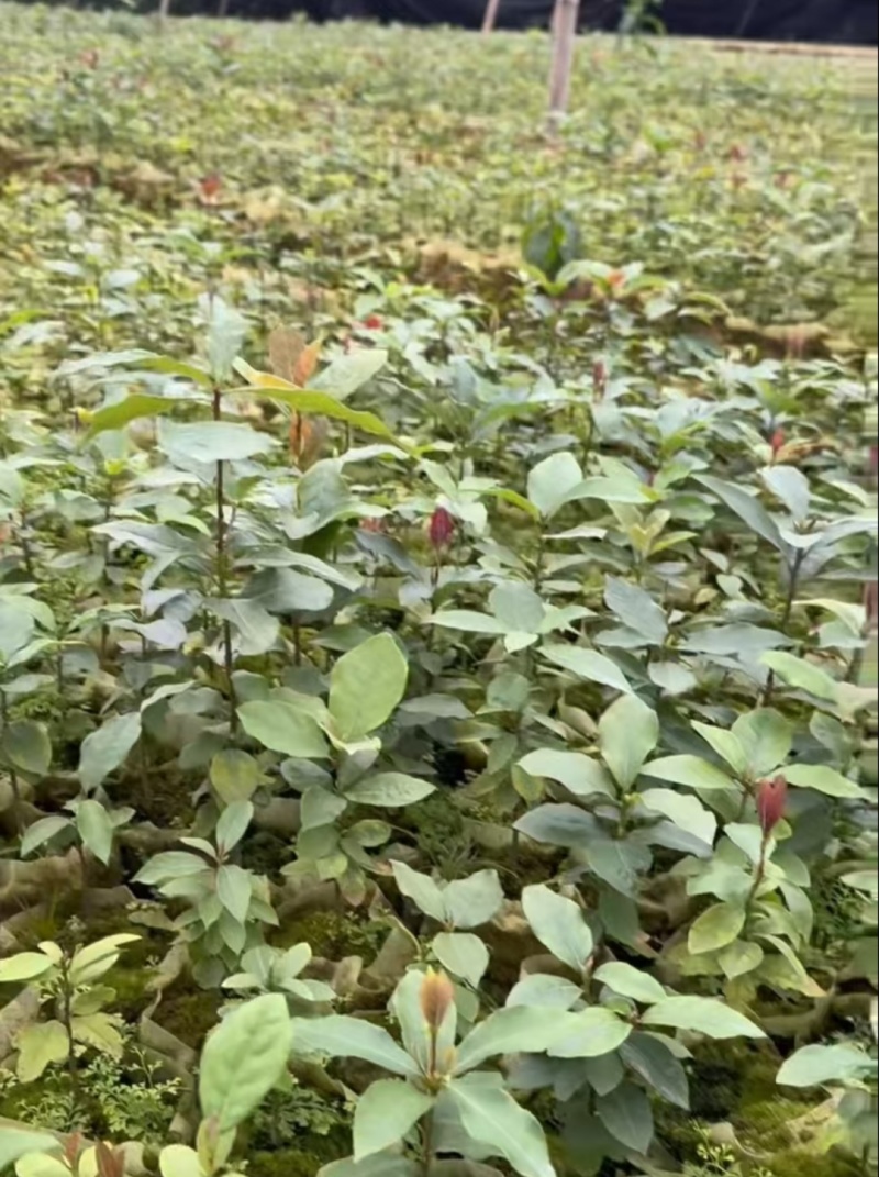 【推荐】老鹰茶苗一手货源量大价优可视频看货欢迎咨询
