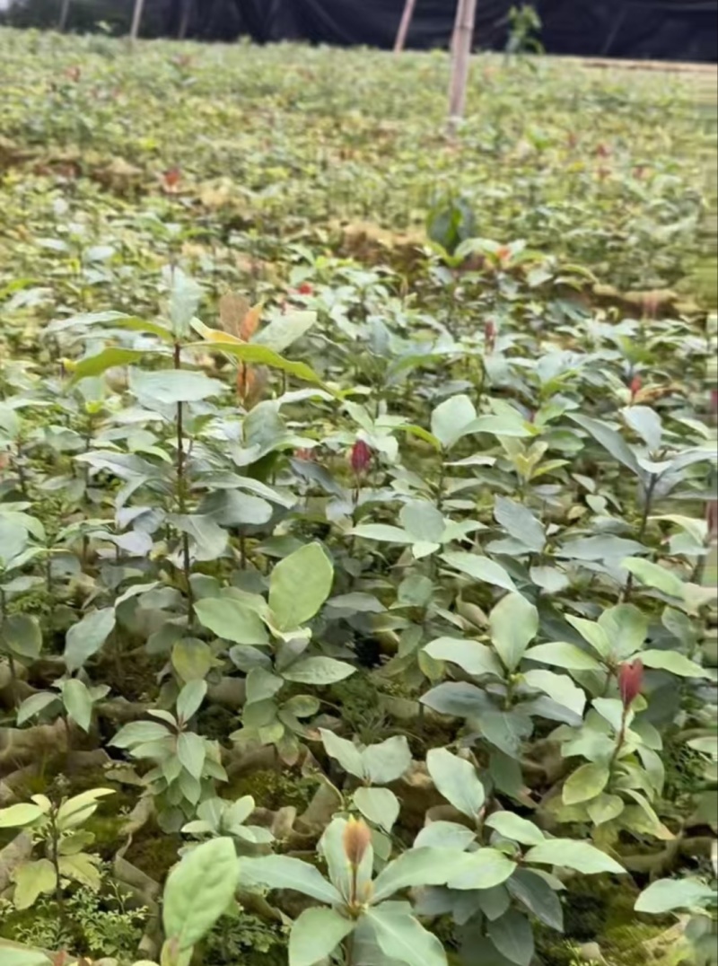 【推荐】老鹰茶苗一手货源量大价优可视频看货欢迎咨询