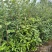 【推荐】老鹰茶苗一手货源量大价优可视频看货欢迎咨询
