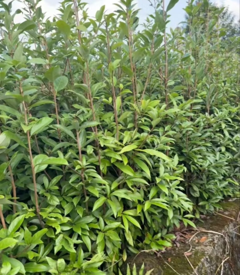 【推荐】老鹰茶苗一手货源量大价优可视频看货欢迎咨询