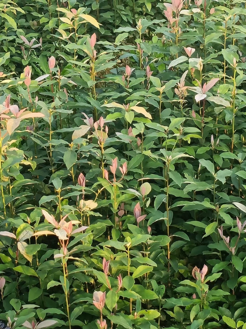 【推荐】老鹰茶苗一手货源量大价优可视频看货欢迎咨询