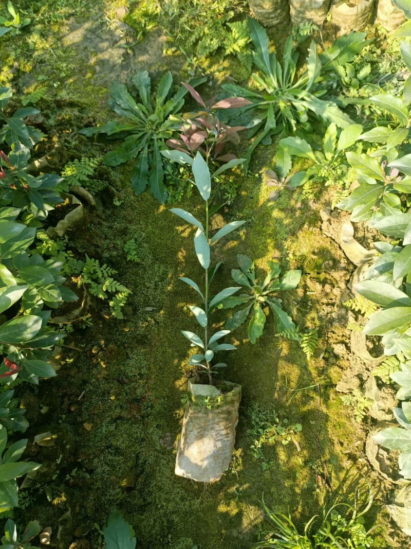 【推荐】老鹰茶苗一手货源量大价优可视频看货欢迎咨询