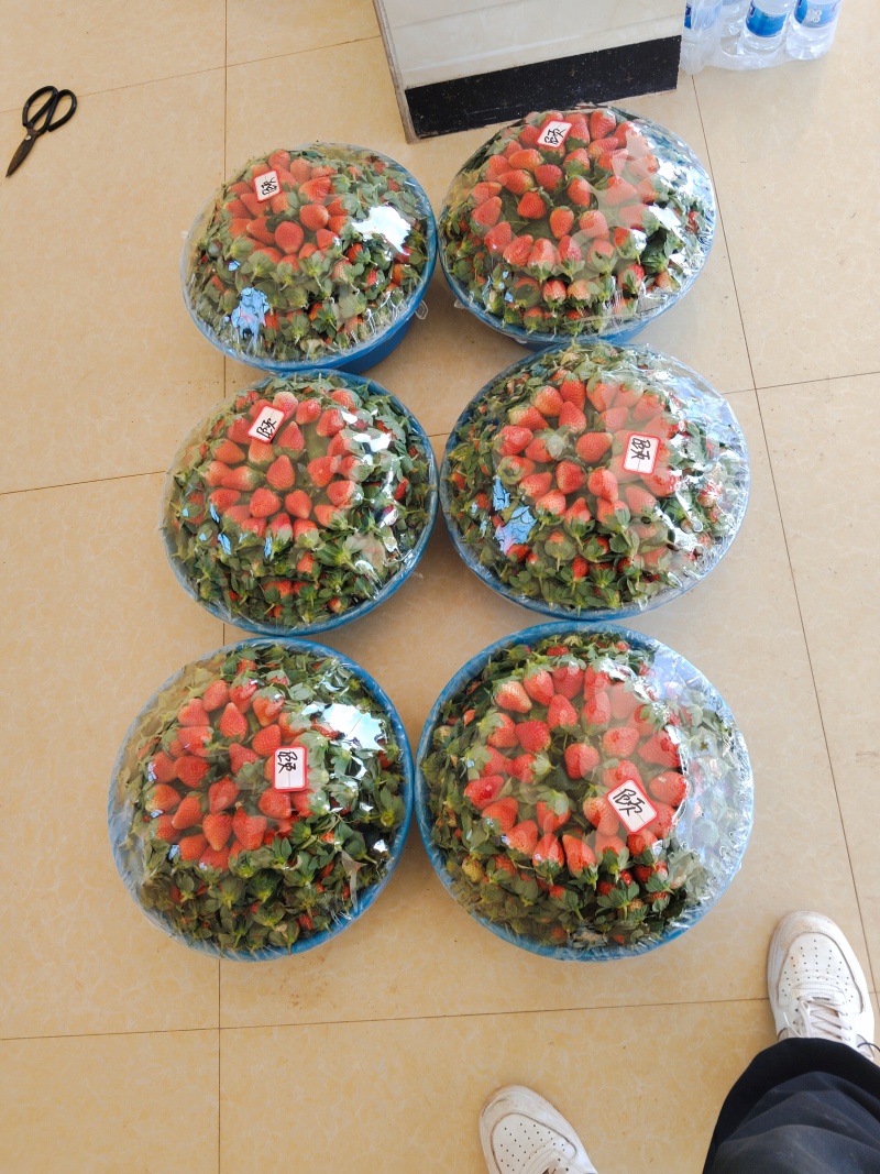 冬草莓，精品大果，黔梅一号，云南露天草莓