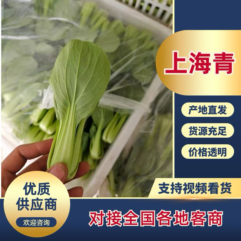 【精品】江苏上海青产地直发价格优惠全国供应
