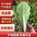 江苏毛白菜大量上市中,产地一手货源对接各级批发商质量保正