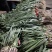 蒜苗、【大棚陆地蒜苗】电商、市场都可以