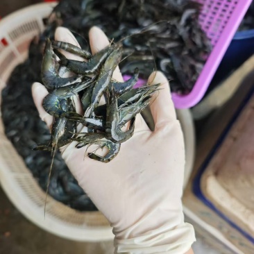 小红虾大量有货，常年有货批发