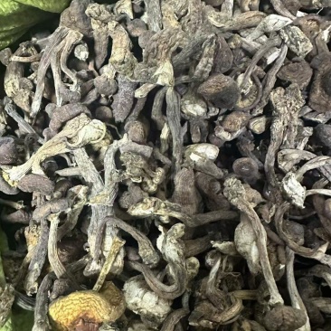 黑龙江产：秋榛蘑，伏蘑，好质量，价格便宜，欢迎咨询