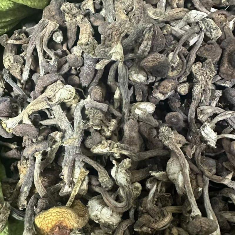 黑龙江产：秋榛蘑，伏蘑，好质量，价格便宜，欢迎咨询