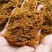 玉米胚芽油饼