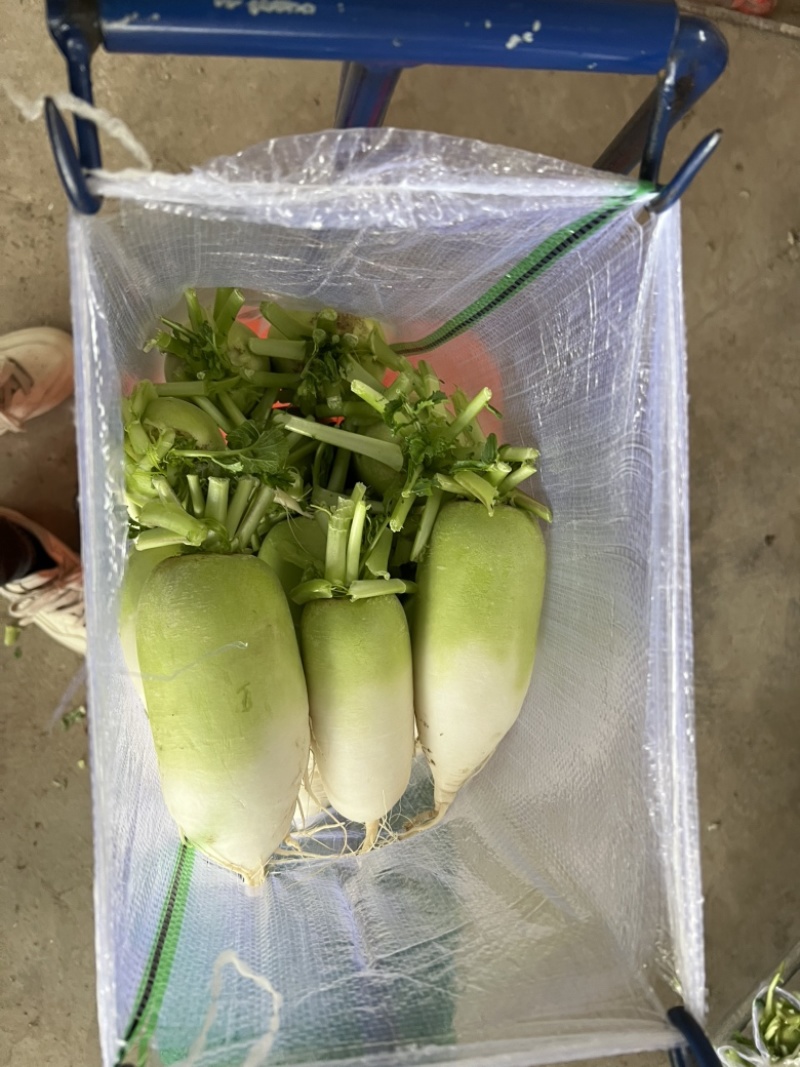 青头萝卜