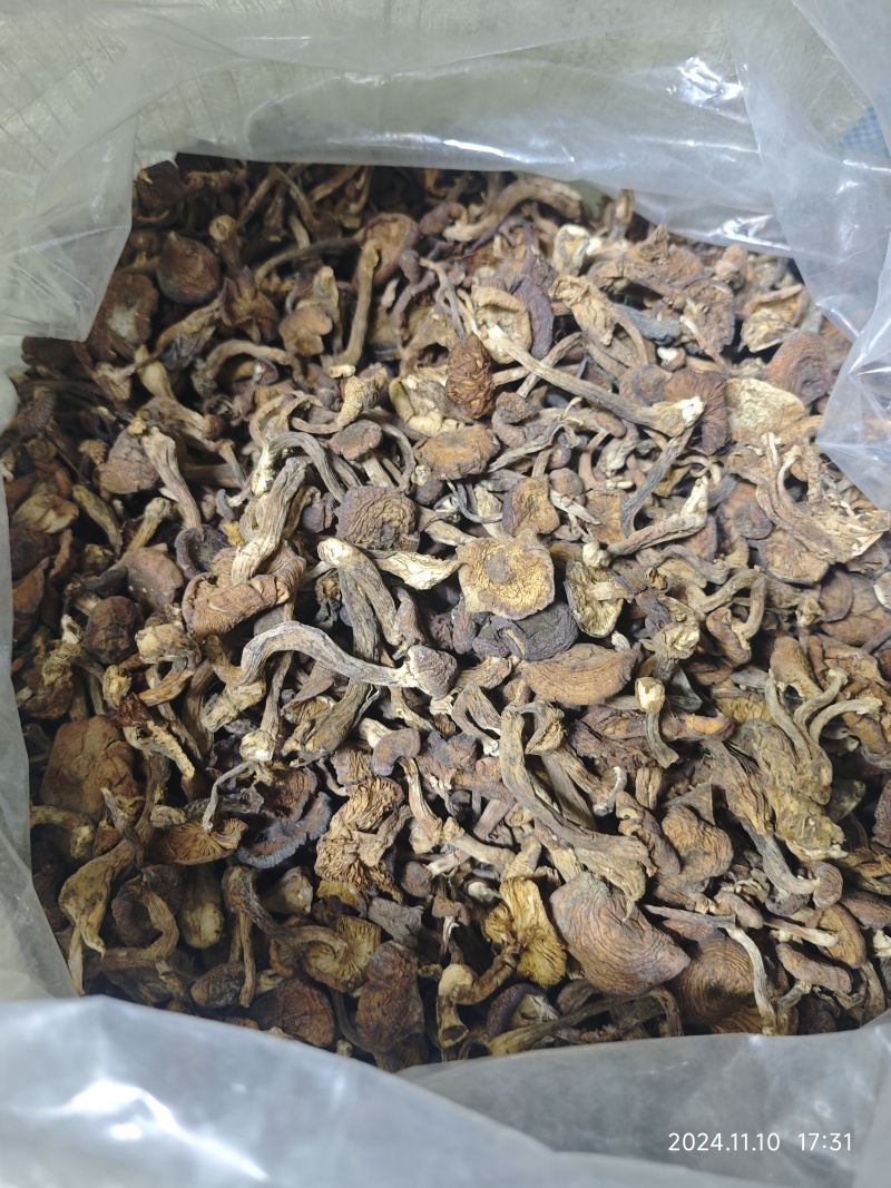 黑龙江产：秋榛蘑，伏蘑，好质量，价格便宜，欢迎咨询