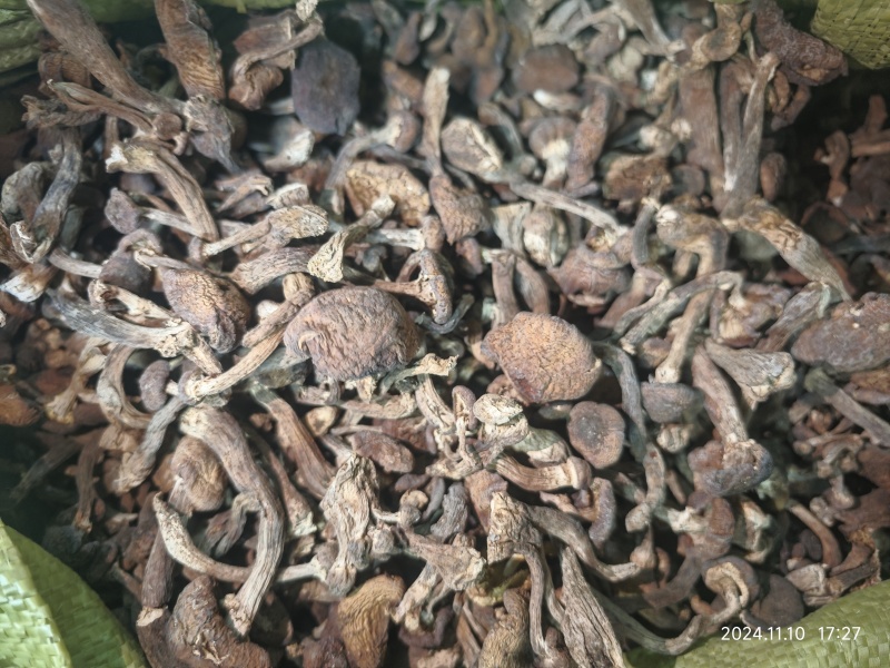 黑龙江产：秋榛蘑，伏蘑，好质量，价格便宜，欢迎咨询