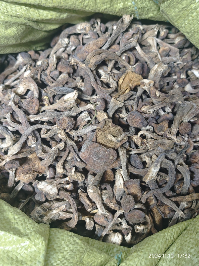 黑龙江产：秋榛蘑，伏蘑，好质量，价格便宜，欢迎咨询