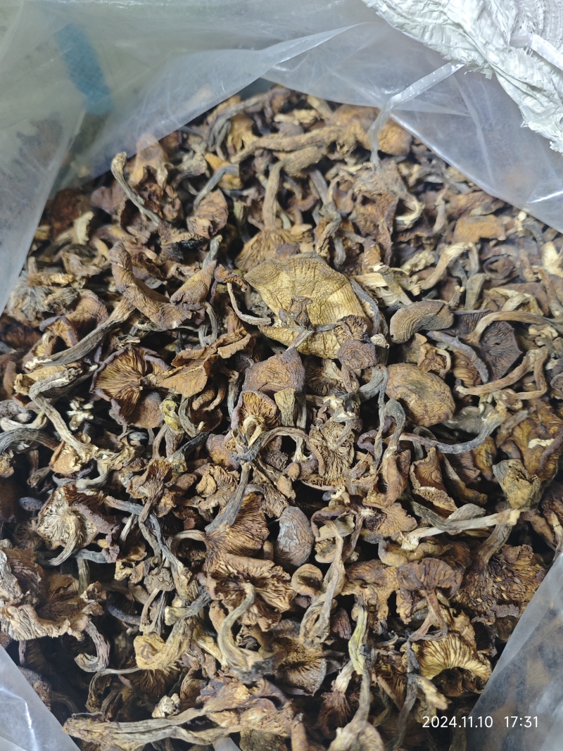 黑龙江产：秋榛蘑，伏蘑，好质量，价格便宜，欢迎咨询