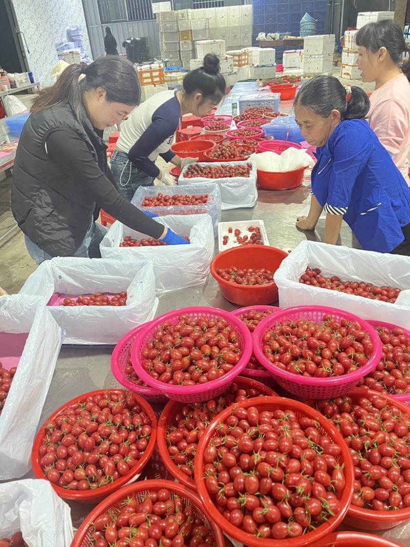 电白千禧圣女果基地直供品质保障口感好甜度高